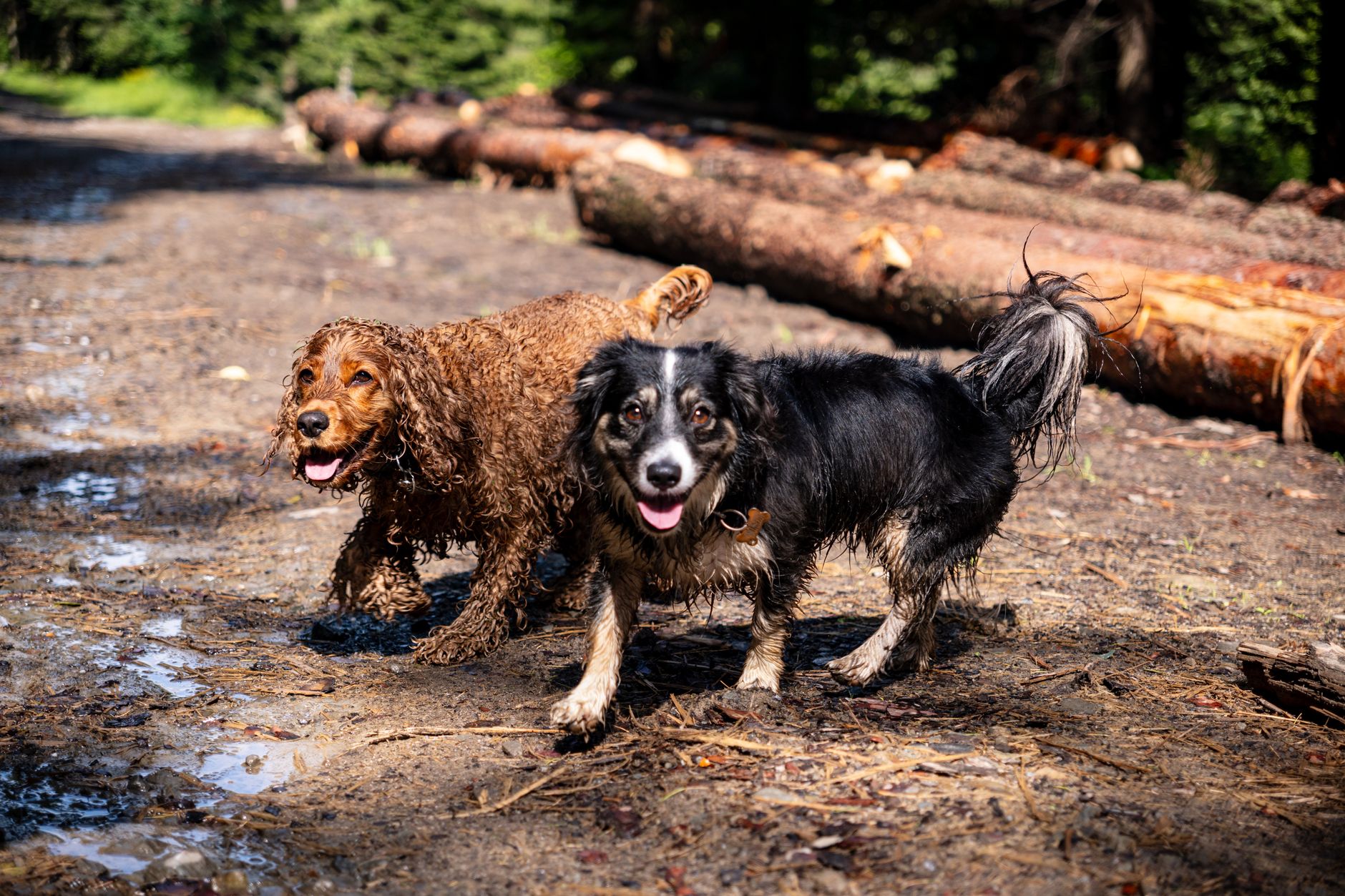 A dog with muddy paws after a walk
