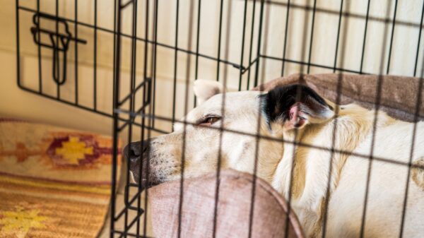 Best dog crate: a dog resting inside a wire crate