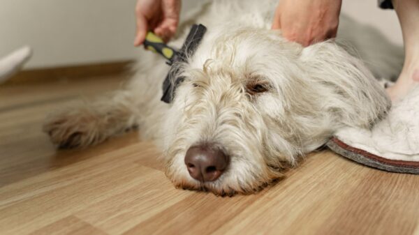 Best dog grooming vacuum: brushing a shaggy dog on the floor