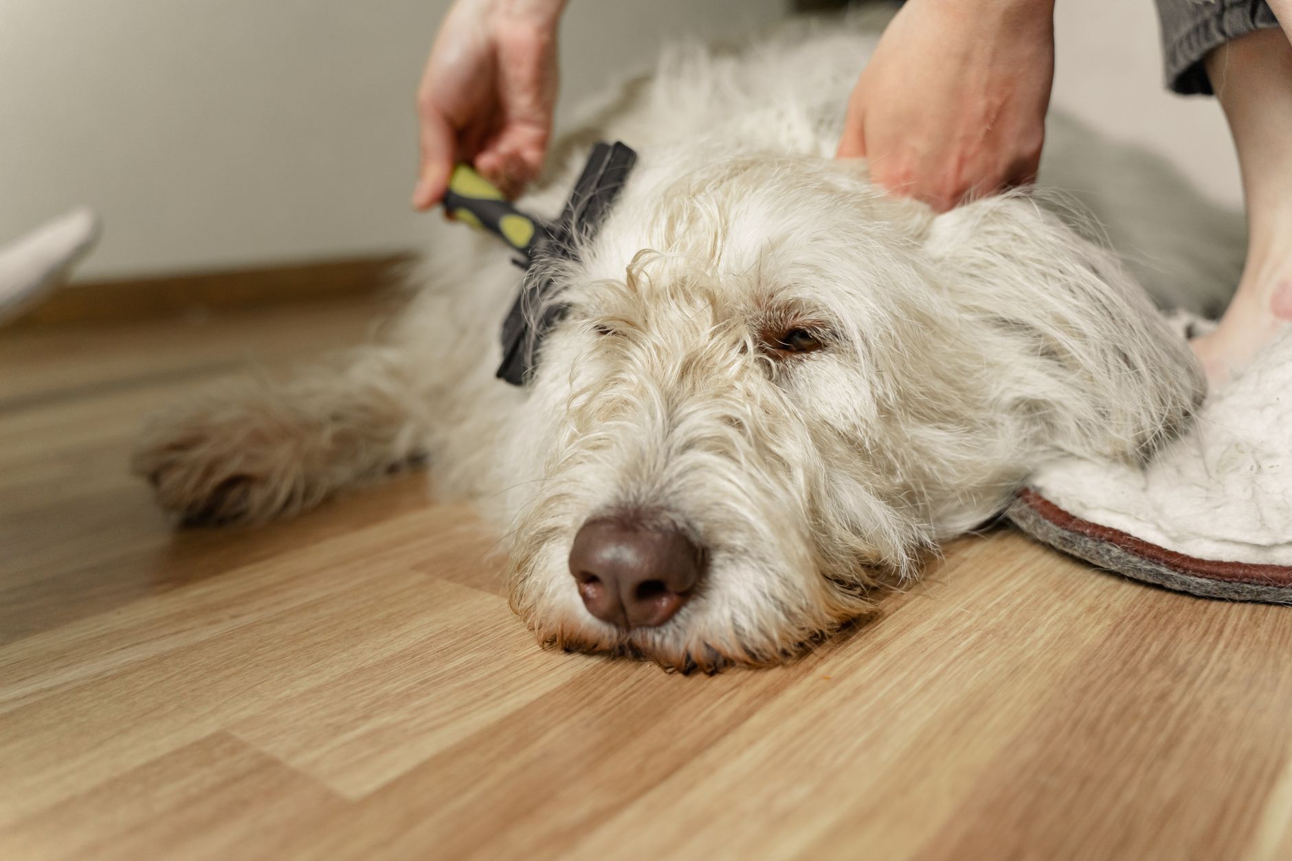 Best dog grooming vacuum: brushing a shaggy dog on the floor