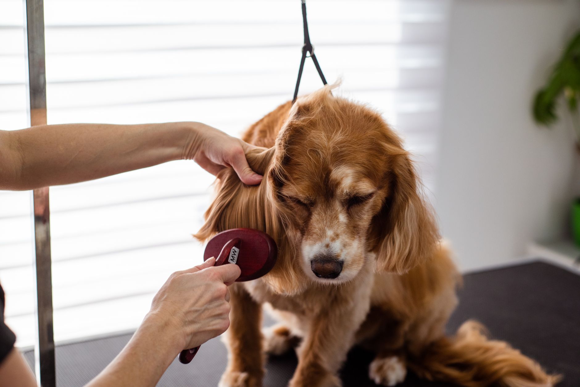 Brushing a spaniel at a grooming table