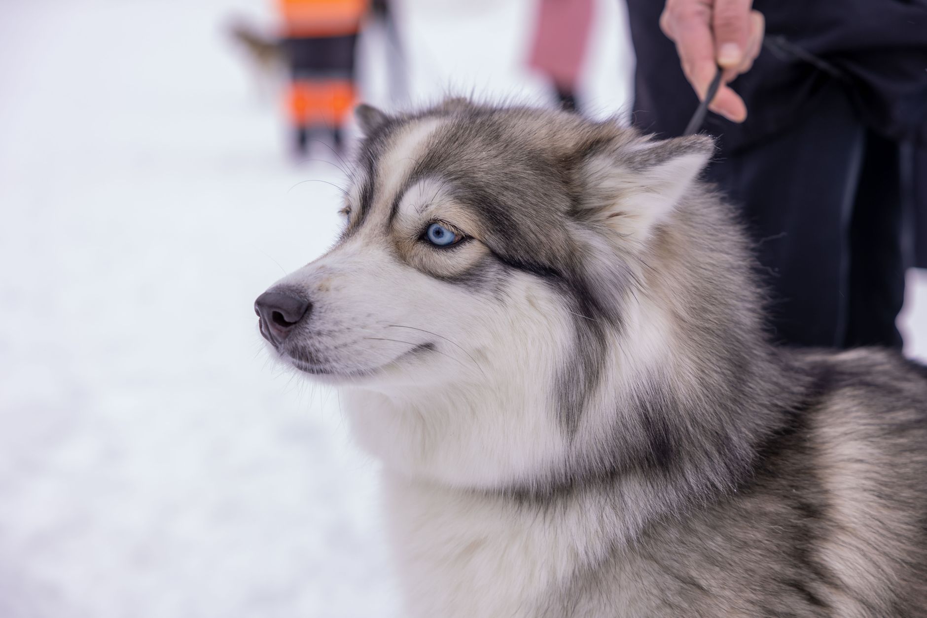 A husky with a thick coat outdoors