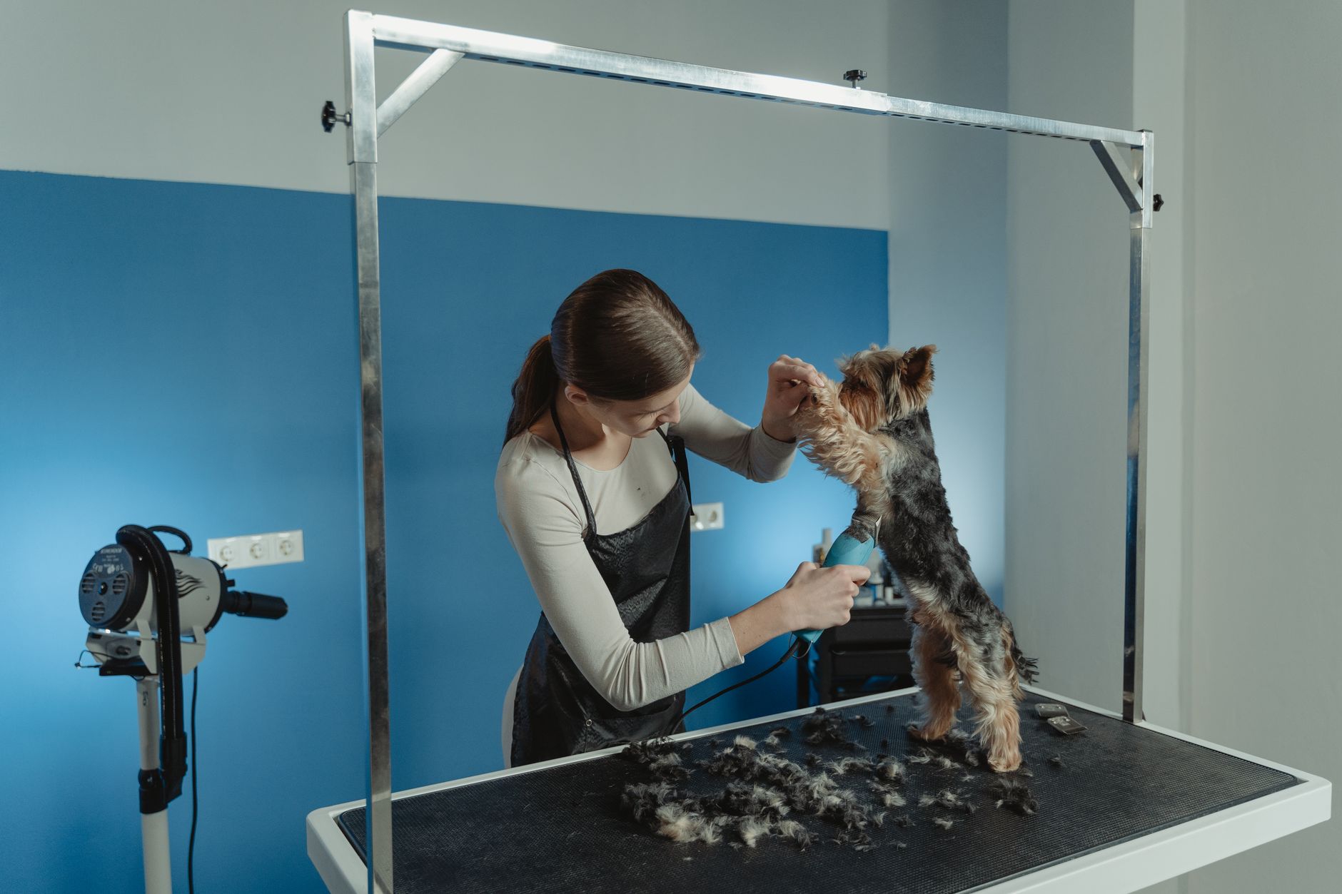 A groomer trimming a small dog at a grooming table
