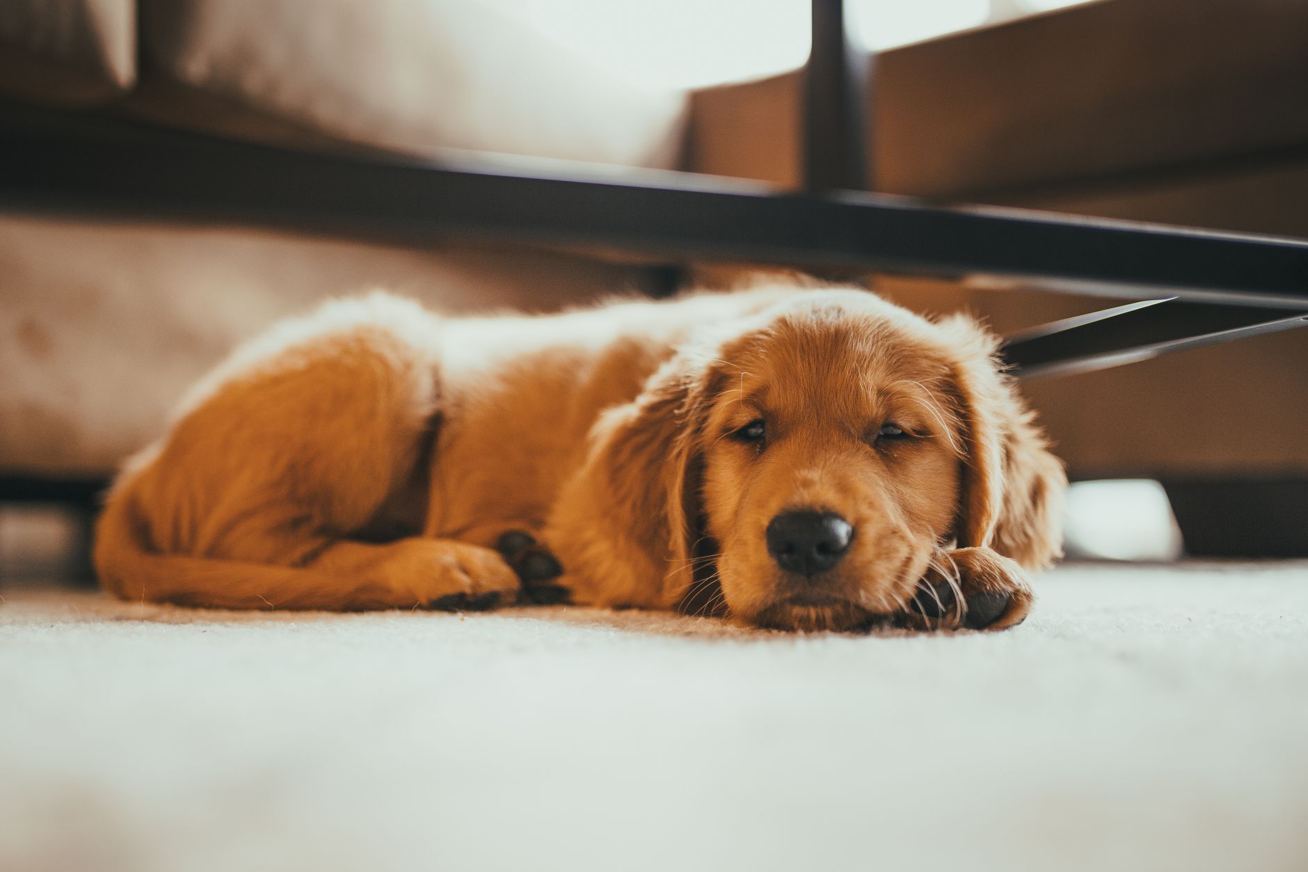 A puppy lying on a carpet