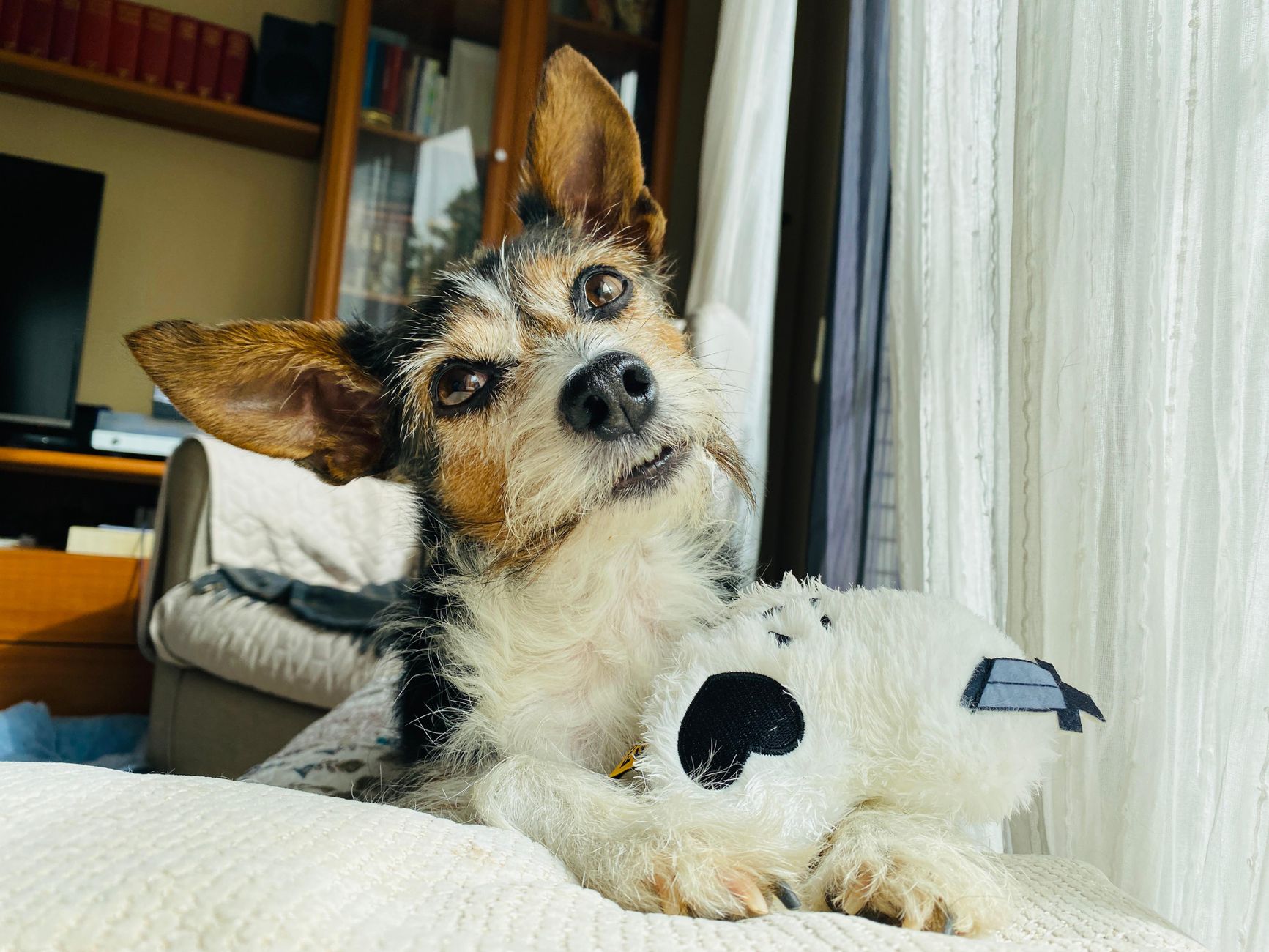 A small dog on a sofa with a stuffed toy