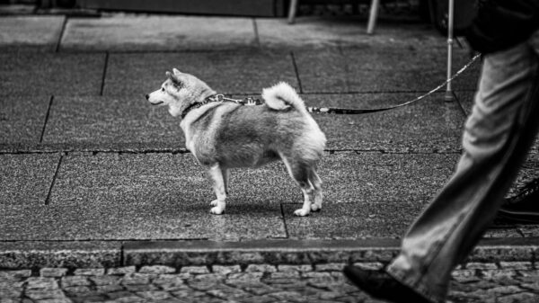 Best dog leash: a person walking a small dog on a sidewalk