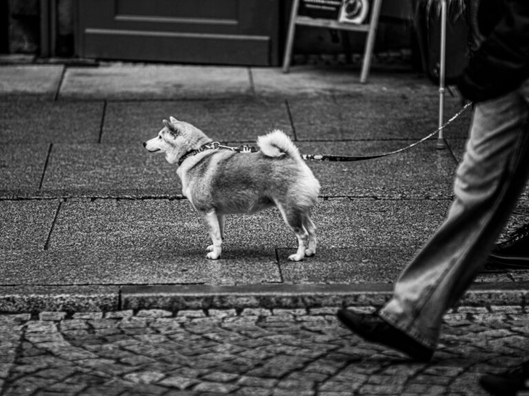 Best dog leash: a person walking a small dog on a sidewalk
