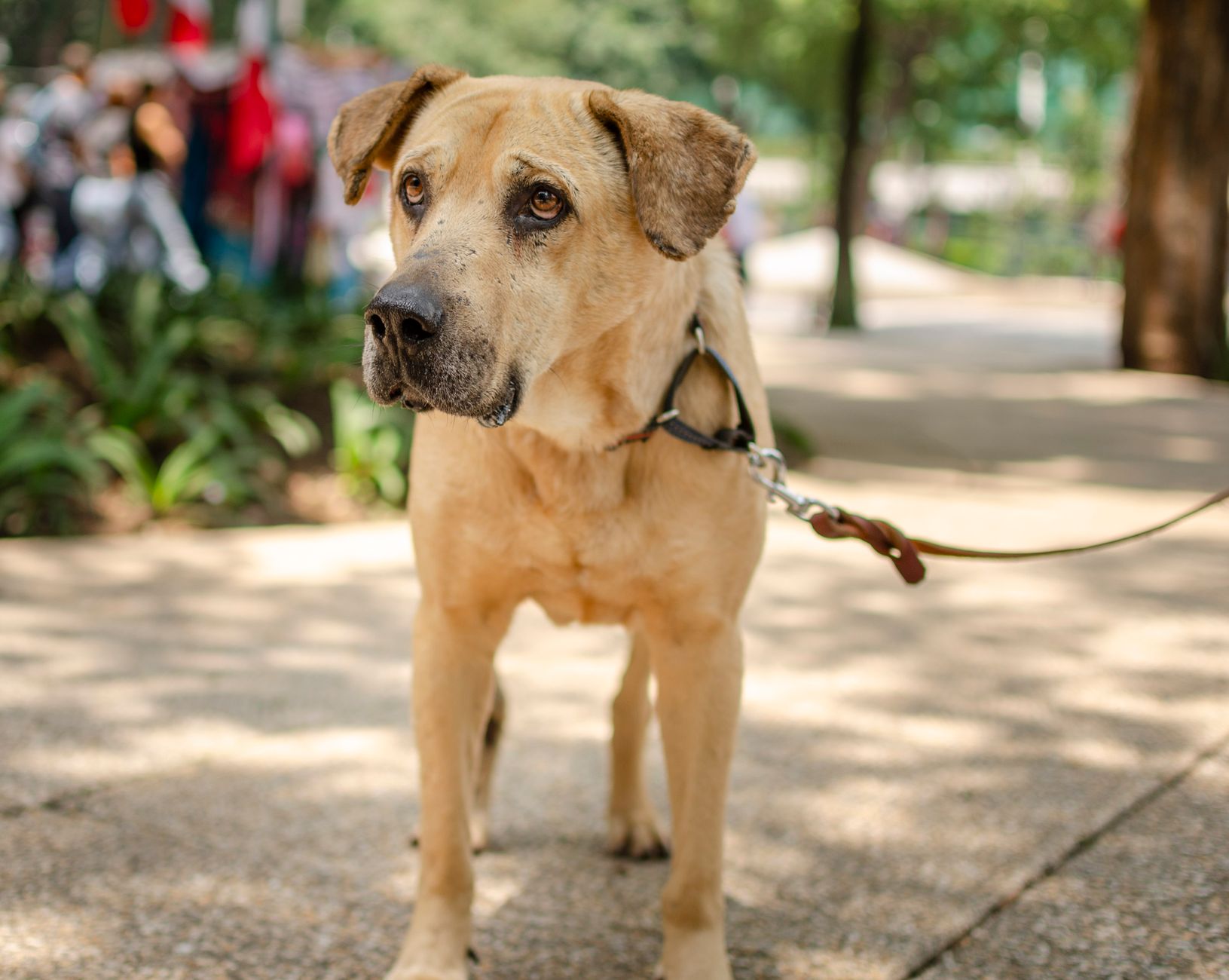 A dog on a leash in a park
