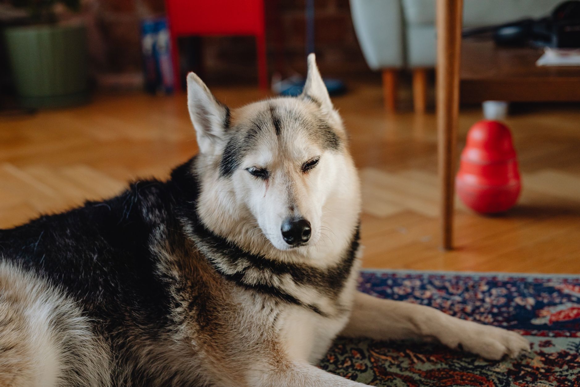 A husky resting on a rug at home