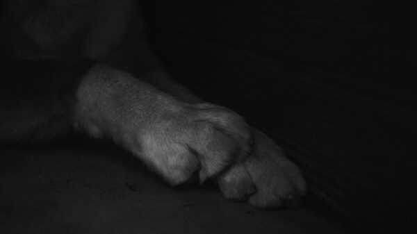Best dog nail grinder: a close-up of a dog’s paw