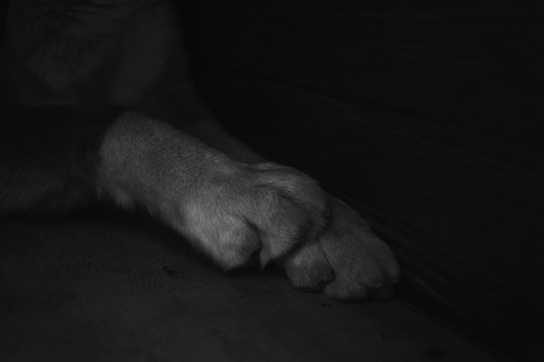 Best dog nail grinder: a dog paw close up