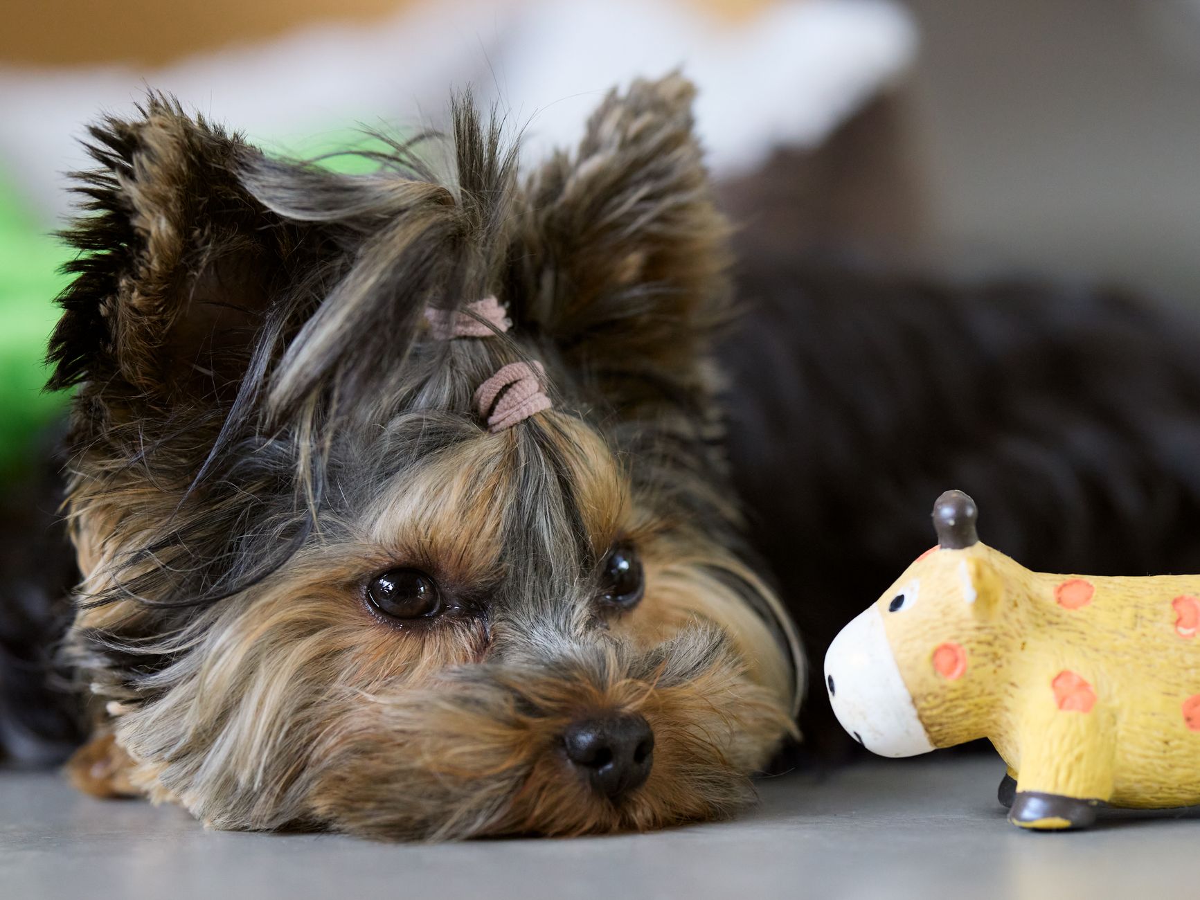 A Yorkshire terrier lying beside a toy