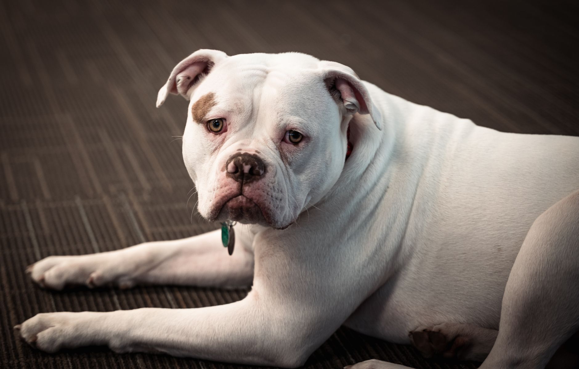 A white bulldog lying on carpet