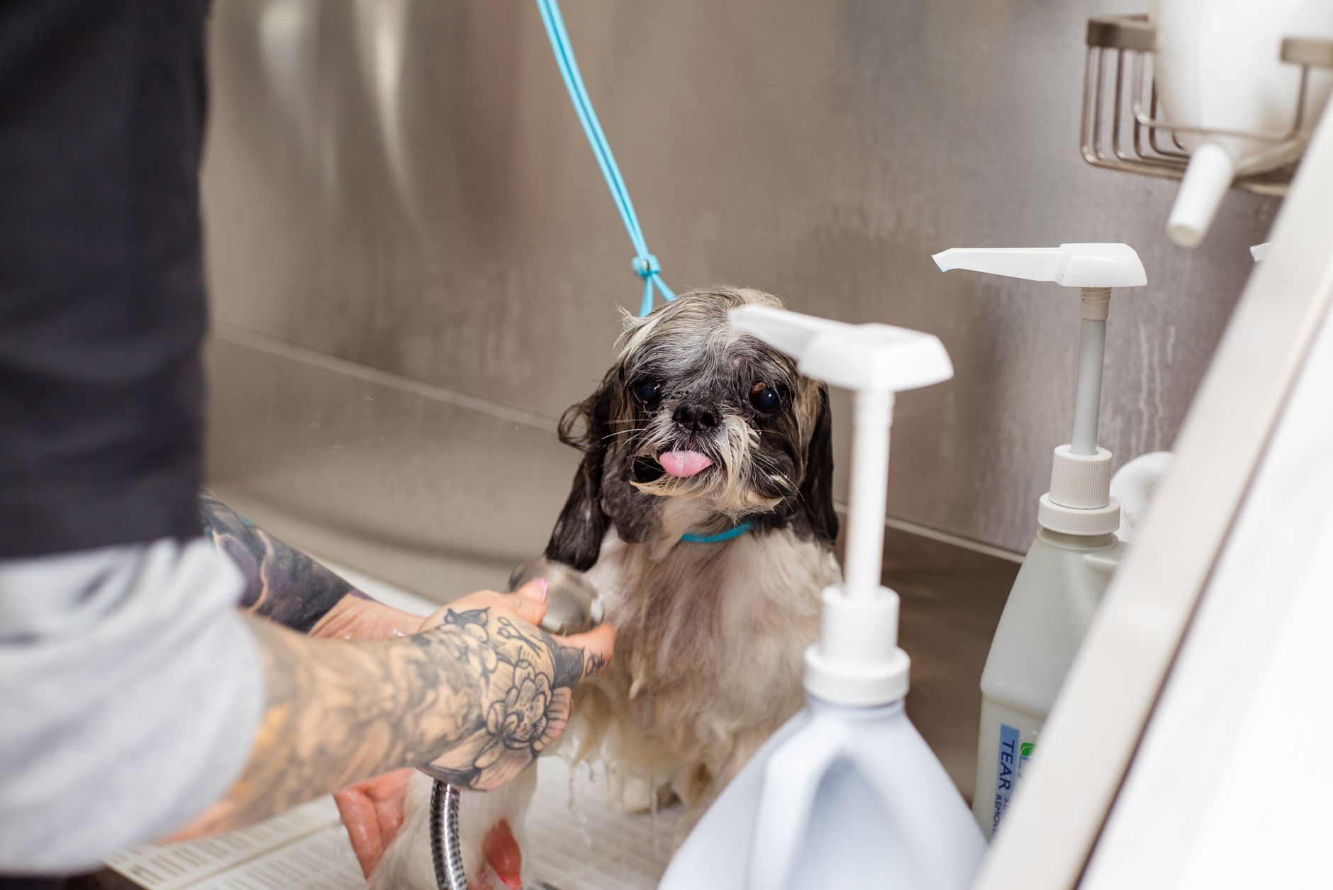 A small dog at a grooming station