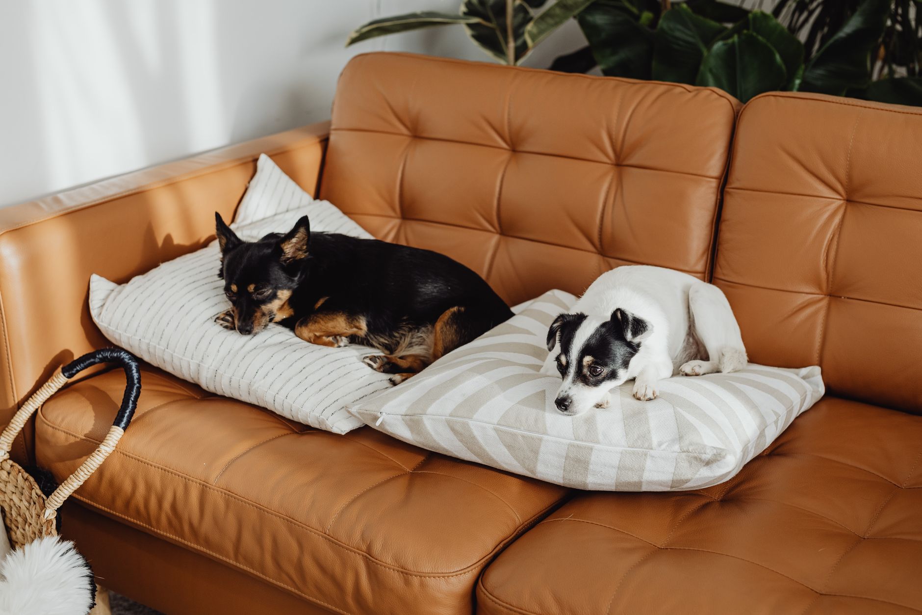Two small dogs on a leather sofa