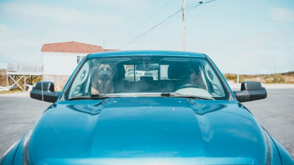 Best dog ramp: a dog sitting in the back seat of a car
