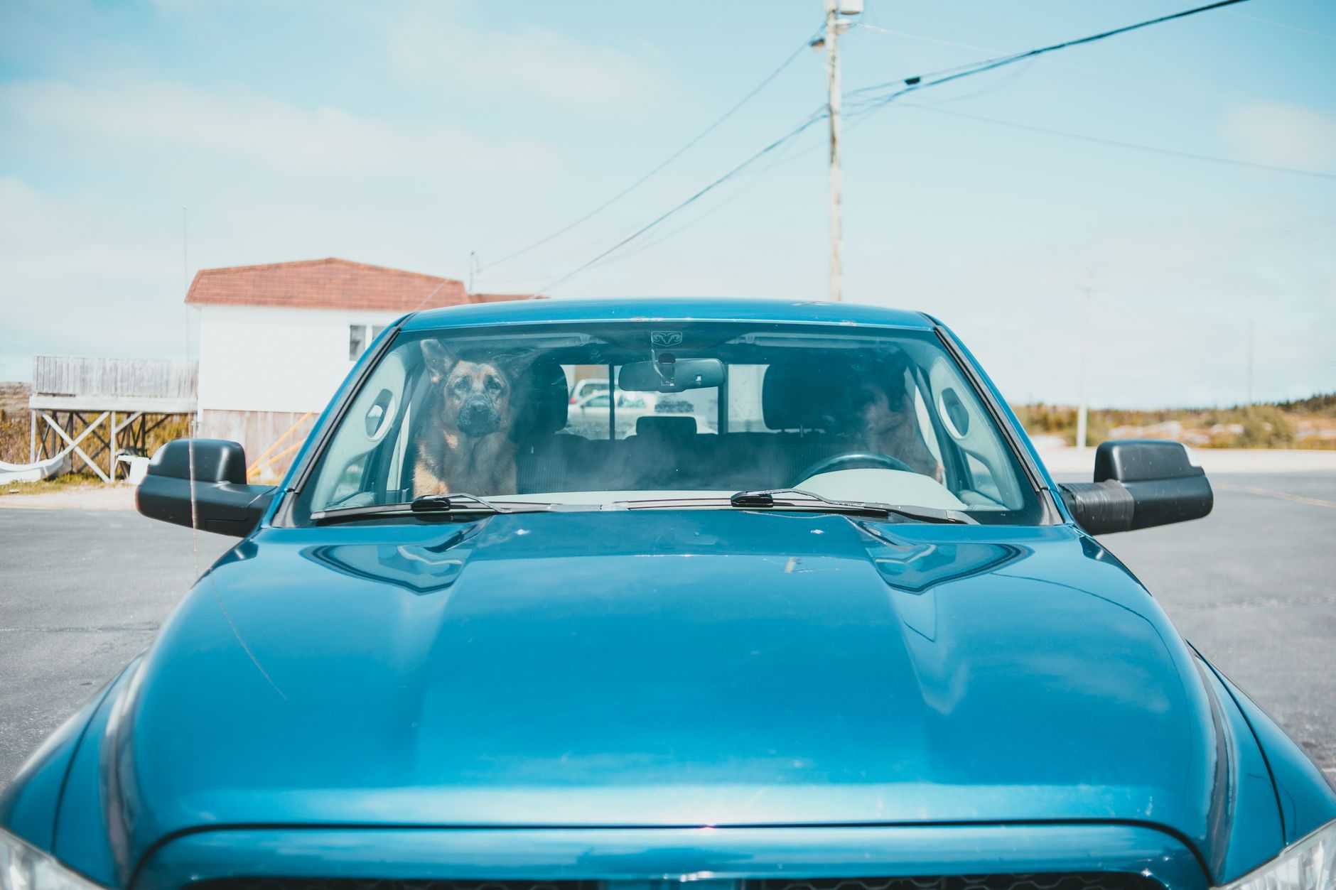 Best dog ramp: a dog sitting in the back seat of a car