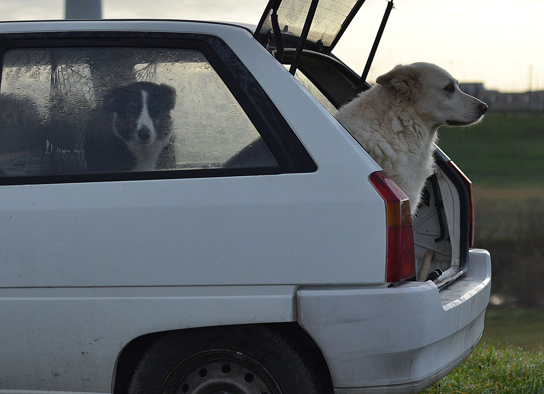 A dog sitting in the open cargo area of a vehicle