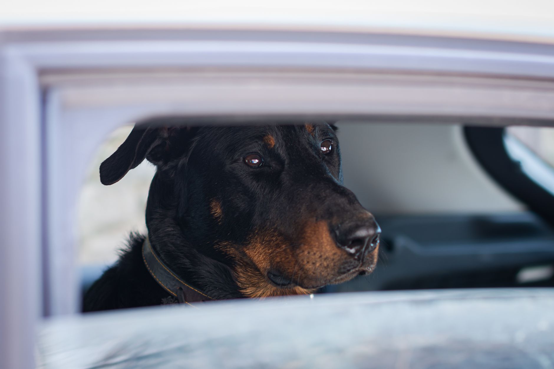A large dog on a road trip