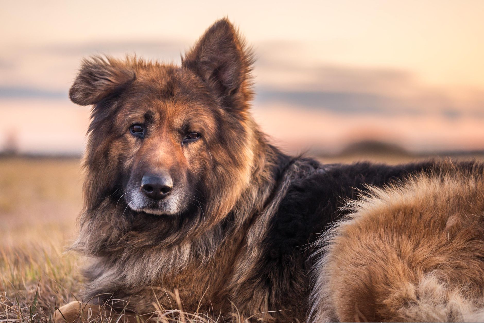 An older dog lying down to rest