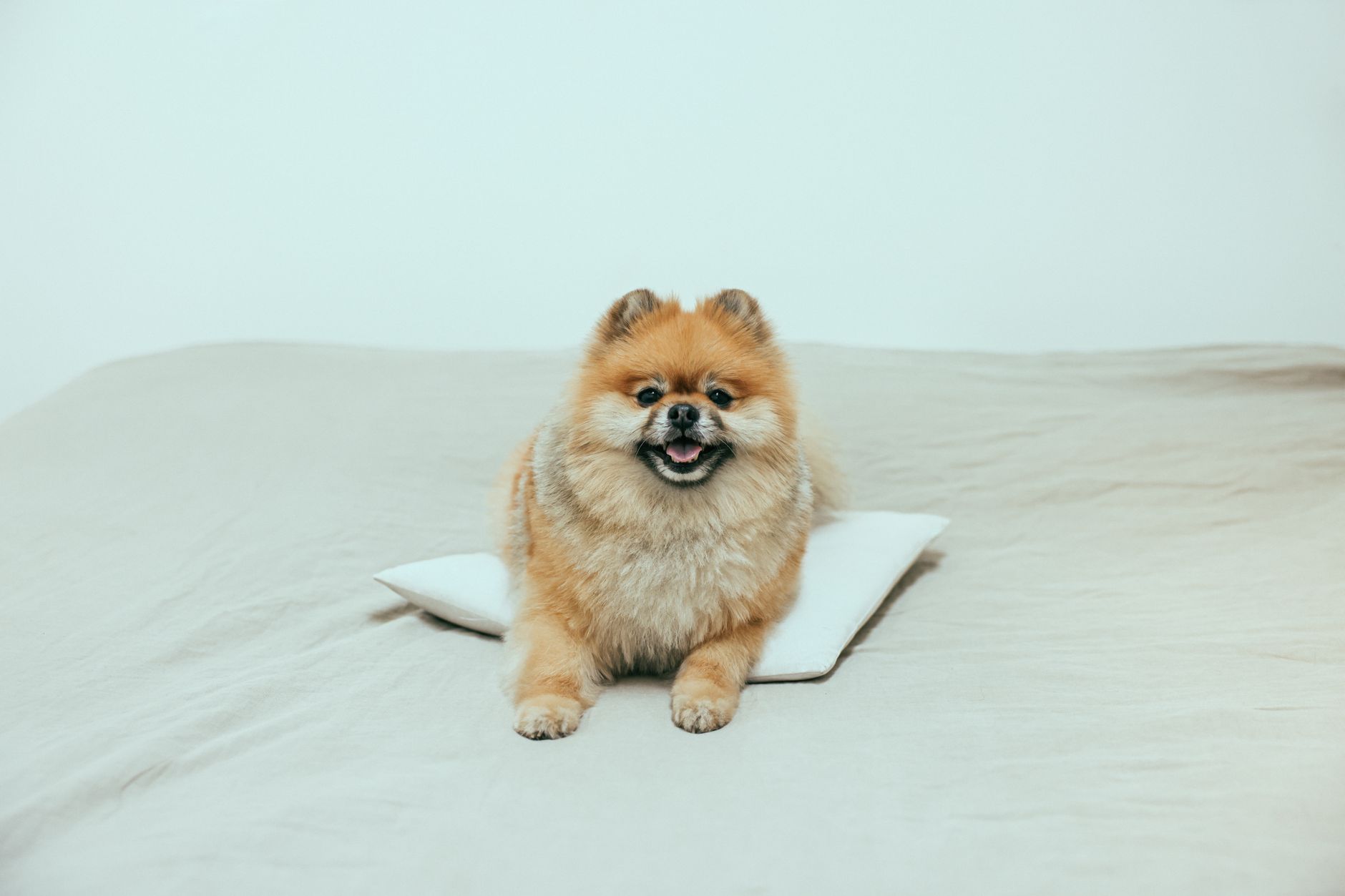 A small dog resting on a bed