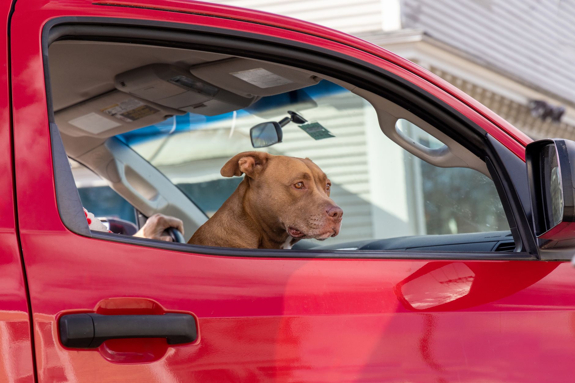 A dog looking out of a car window