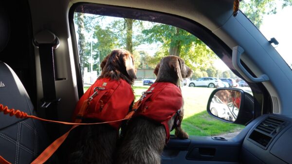 Best dog seat belt: a dog riding in the back seat of a car