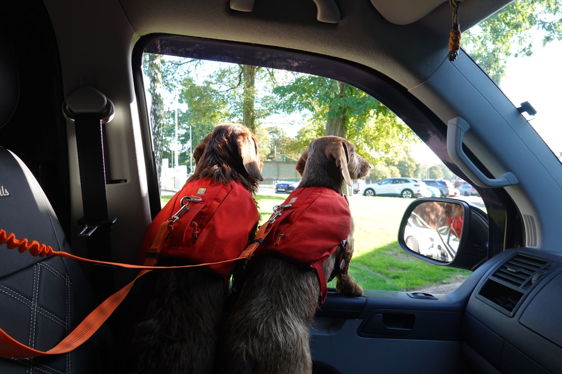 Best dog seat belt: a dog riding in the back seat of a car