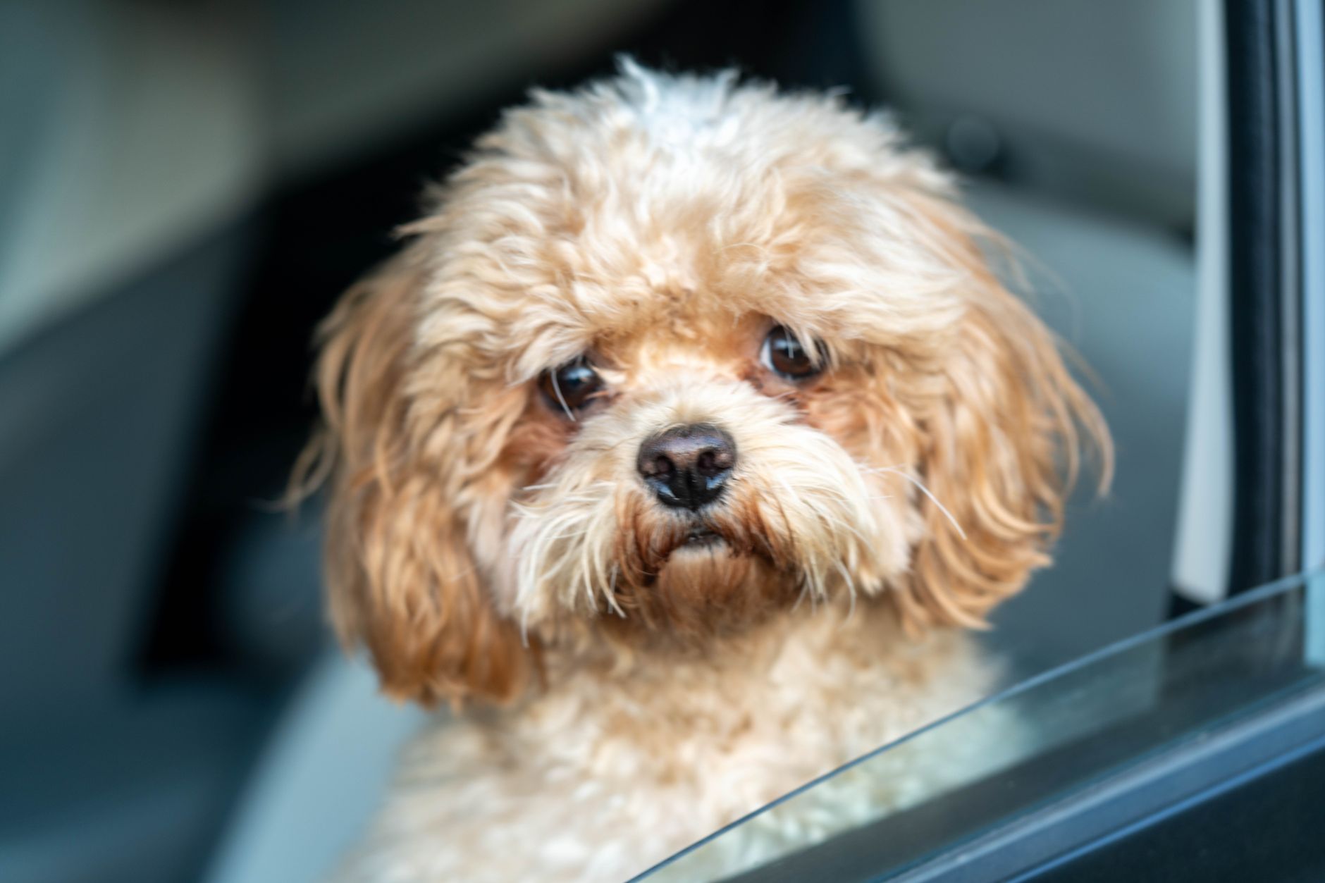 A small dog looking out of a car window