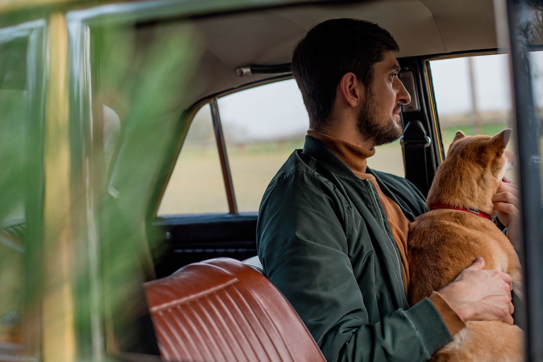 A dog along for a road trip