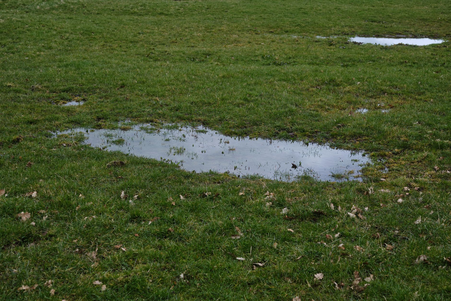 Rainwater pooling on a lawn