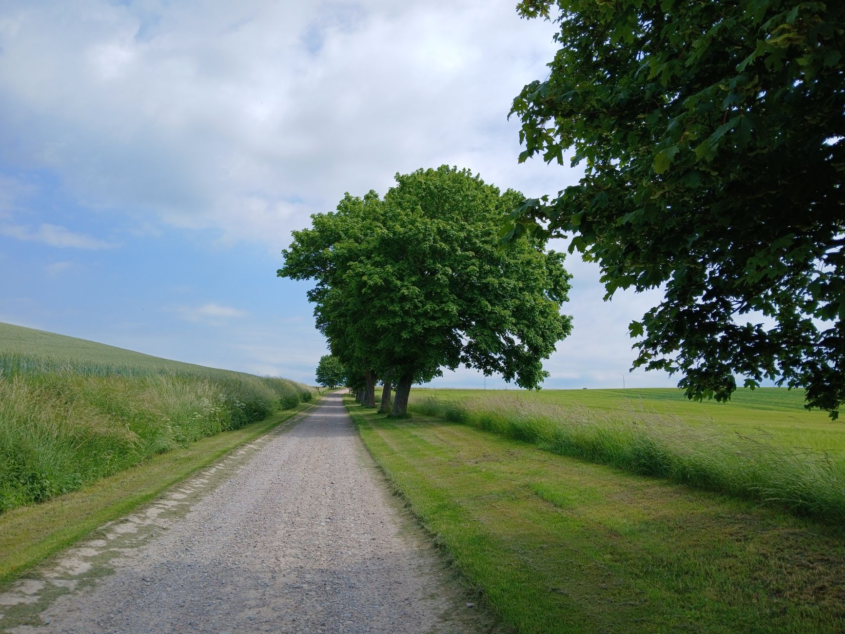 A gravel lane between green fields