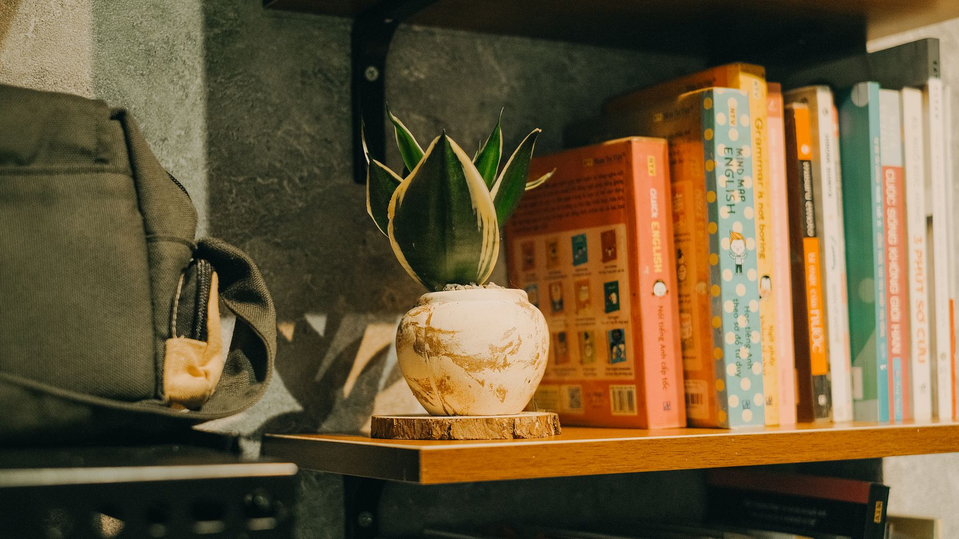 Books and a plant on a shelf