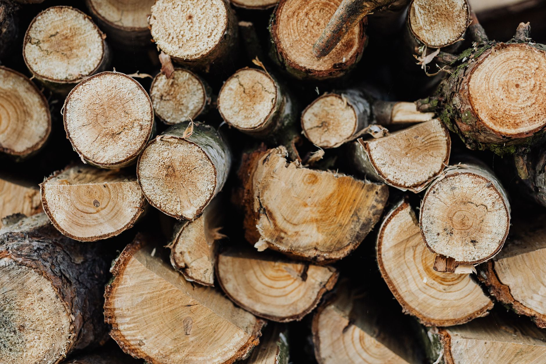 A pile of cut log rounds