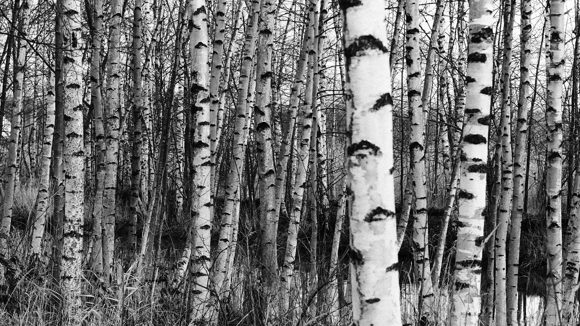 A grove of birch trees