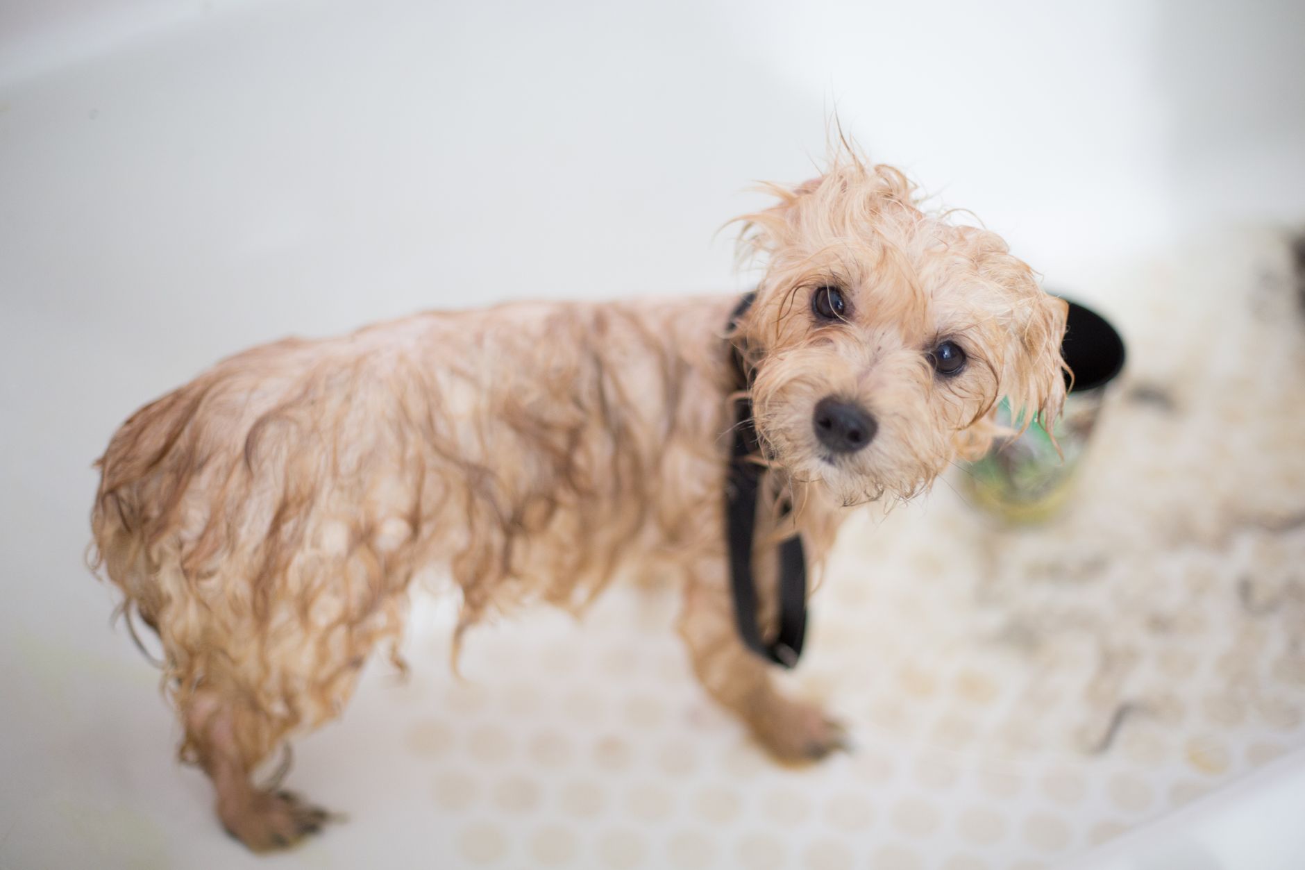 A wet dog in a bathtub