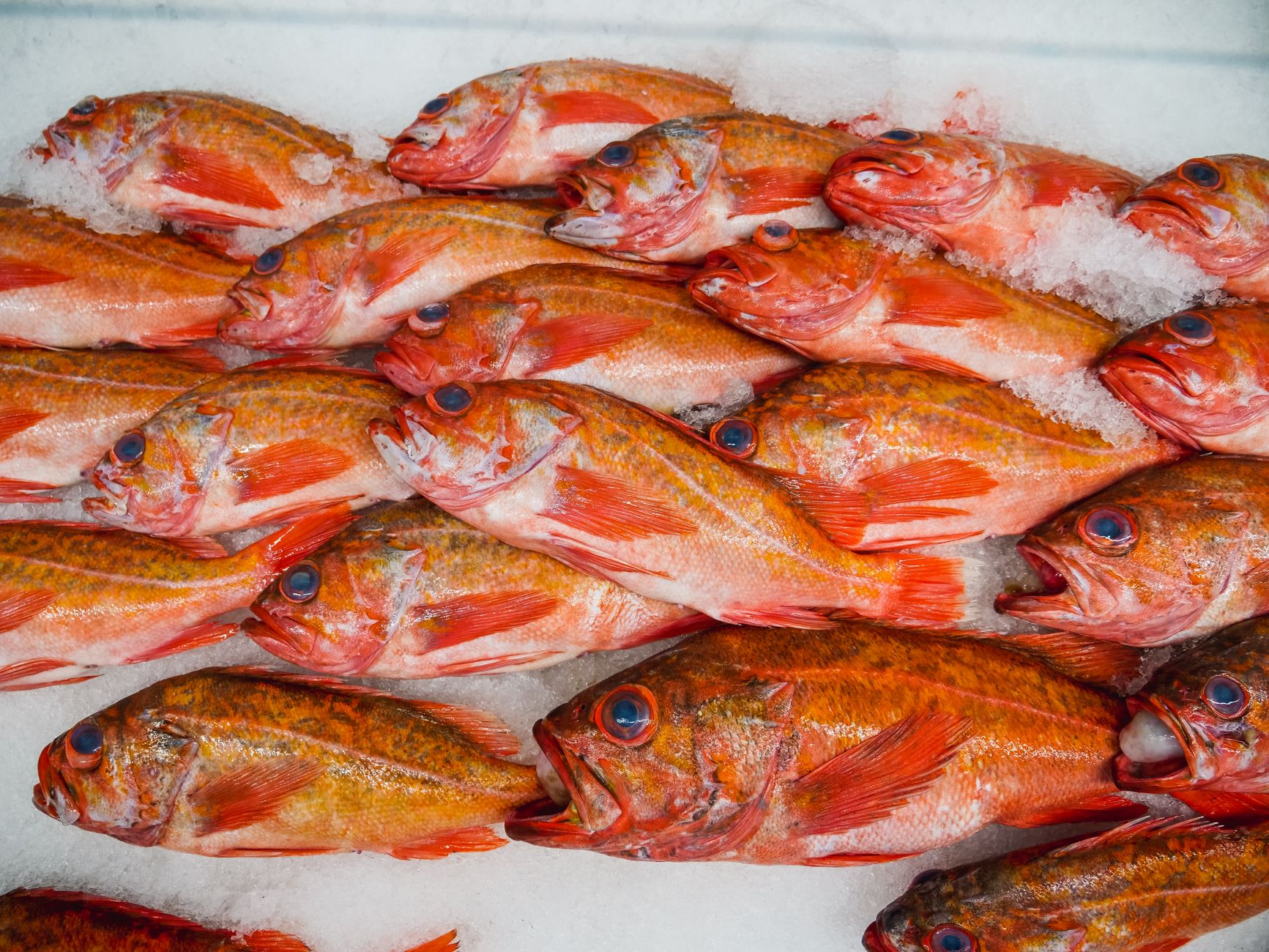 Red fish on ice