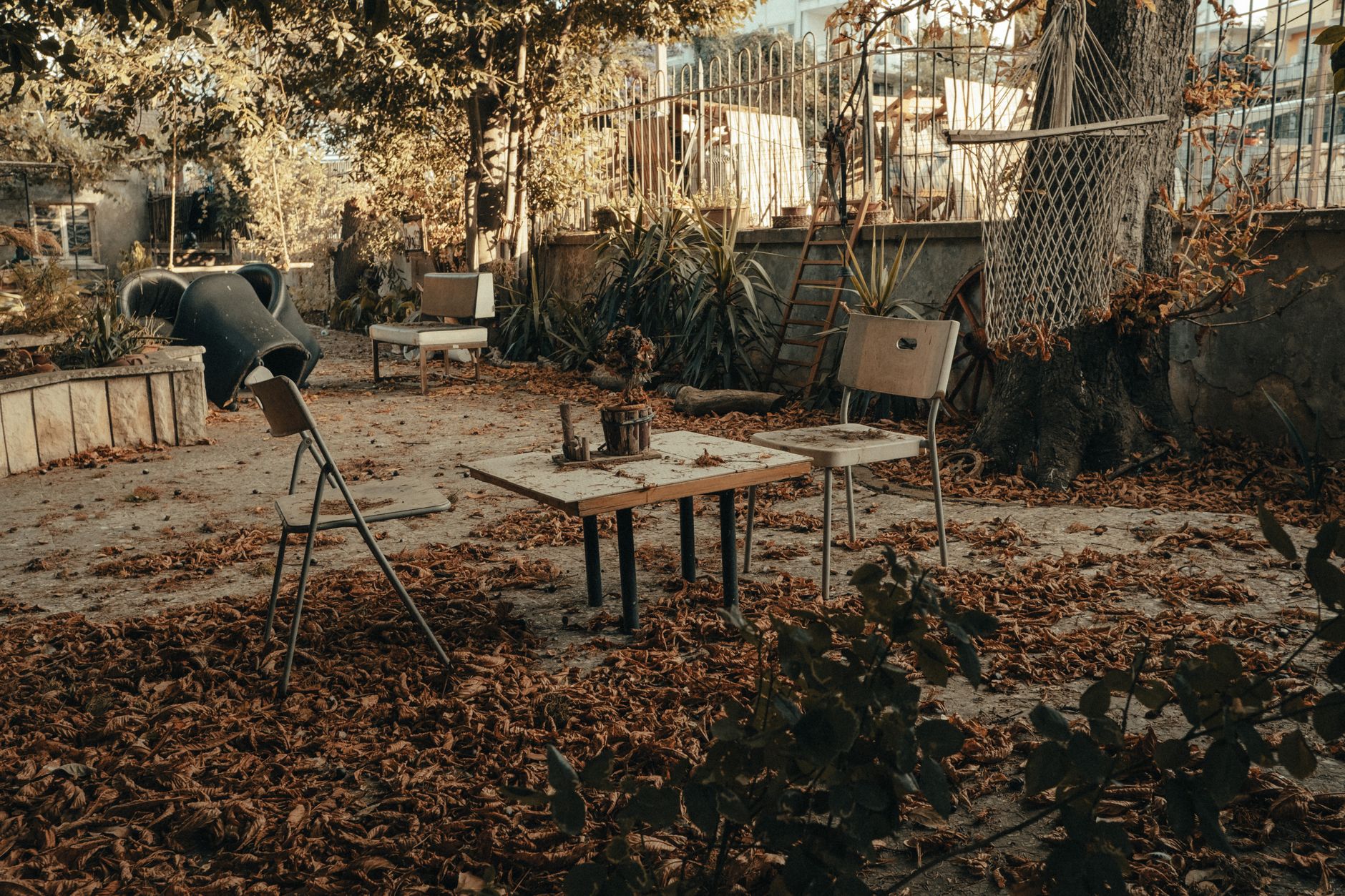 Fallen leaves in a backyard