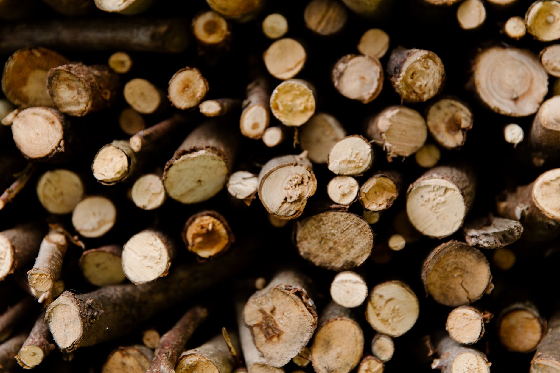 Best firewood rack: split firewood stacked neatly outdoors