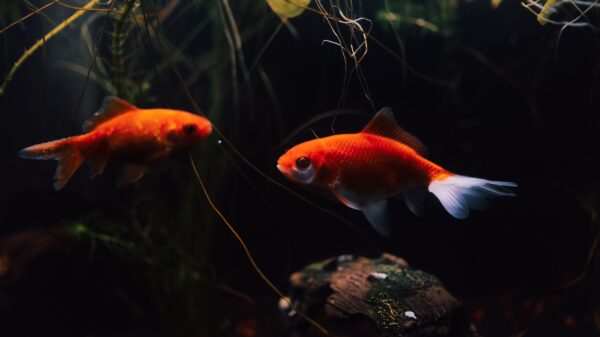 Best fish tank vacuum: goldfish in a home aquarium