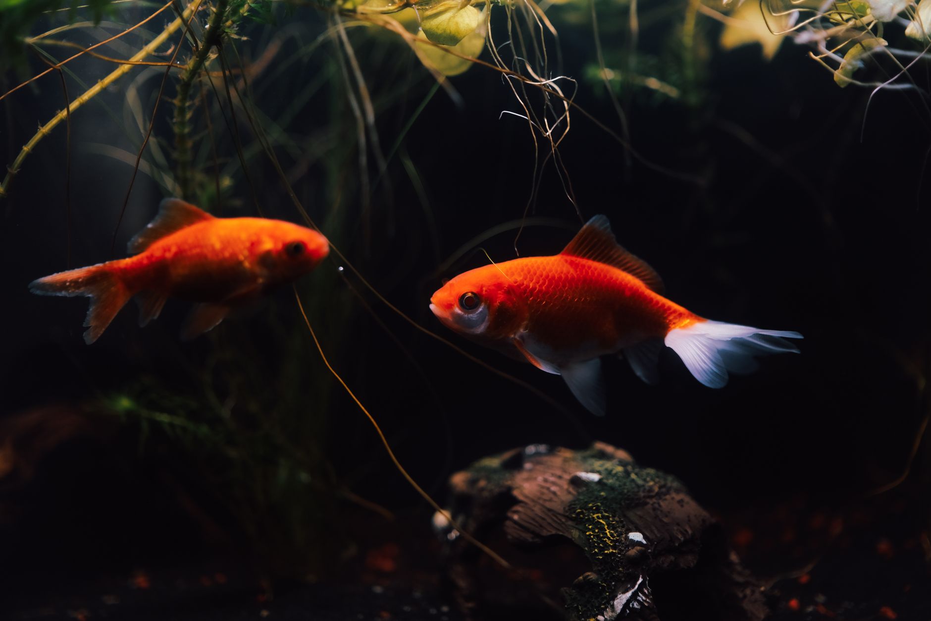 Best fish tank vacuum: goldfish in a home aquarium
