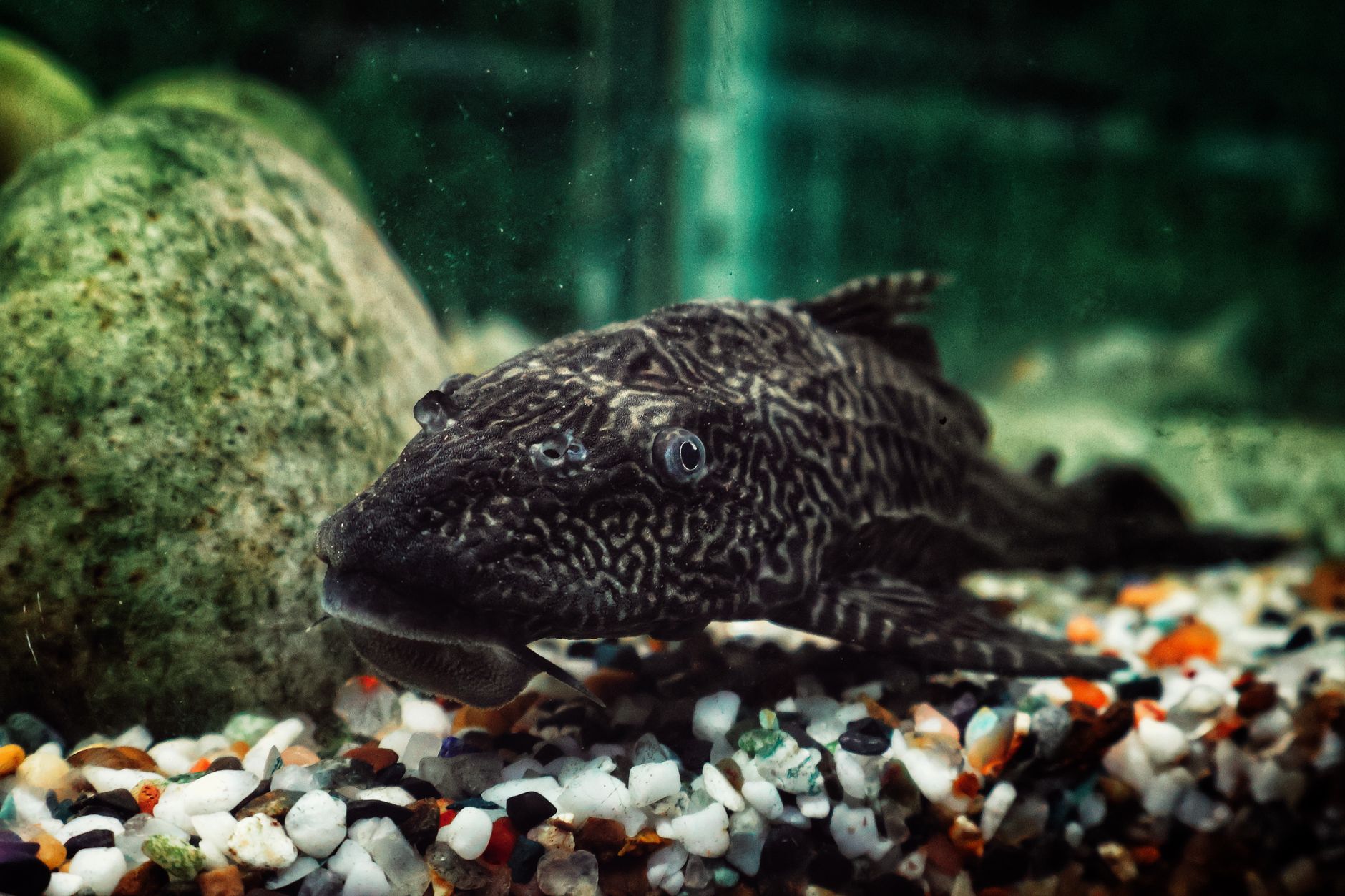 A catfish resting on aquarium gravel