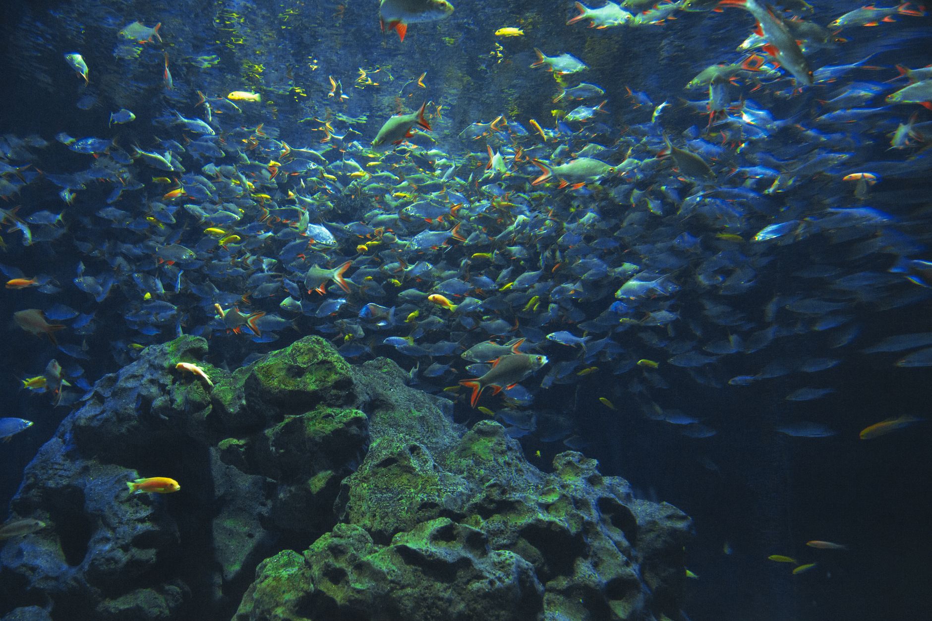 A large school of tropical fish