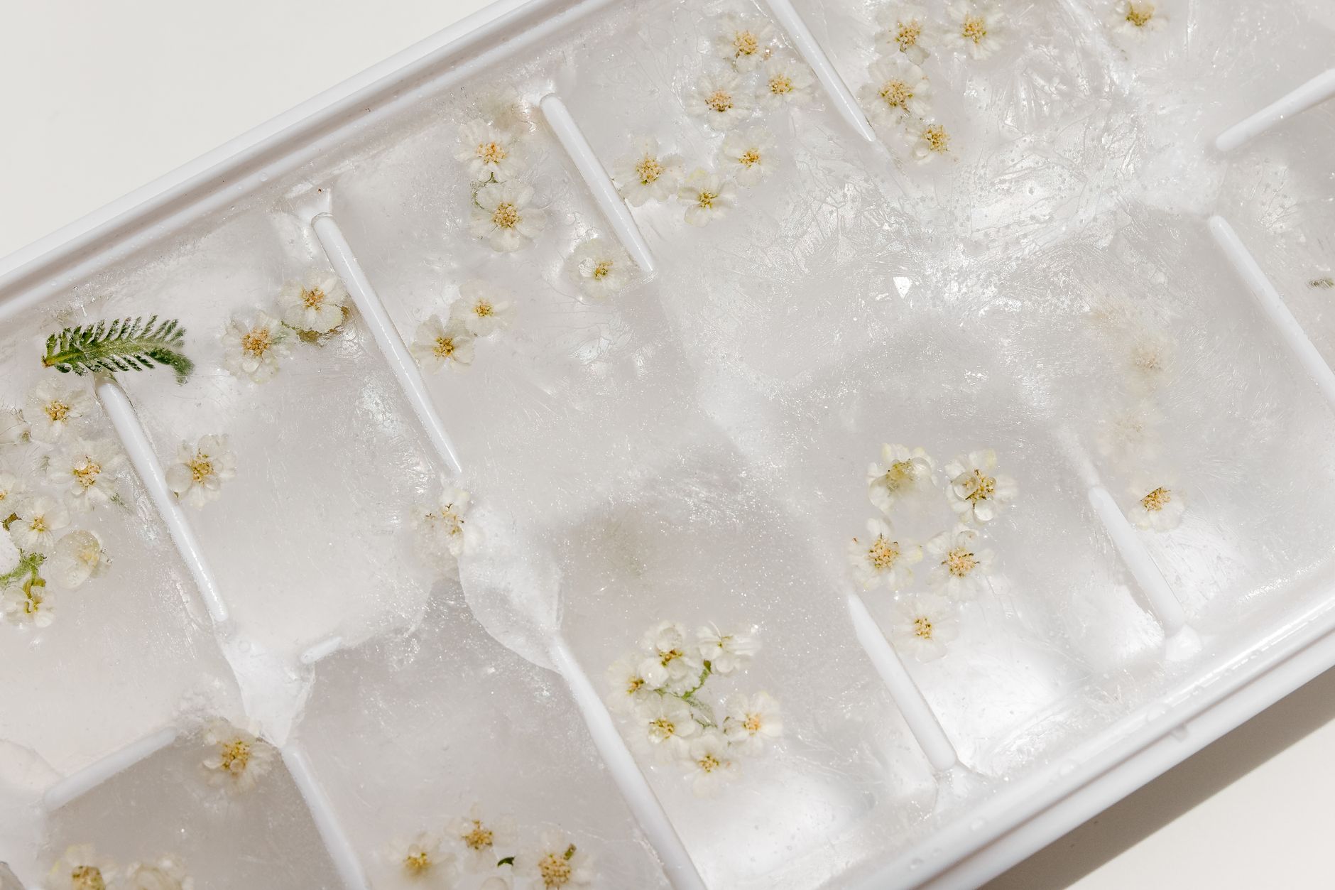 An ice tray with frozen flowers