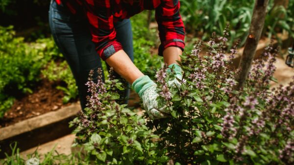 Best garden gloves: a gardener wearing gloves while working in the soil