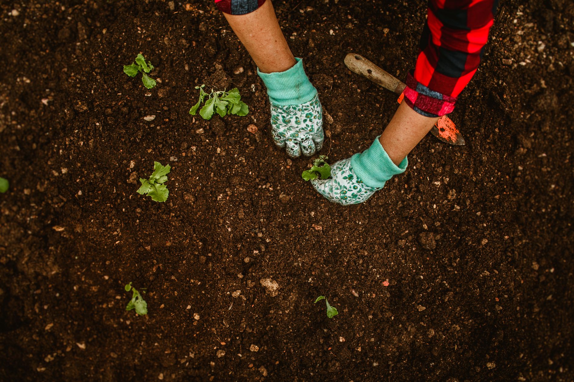 Seedlings being planted into garden soil
