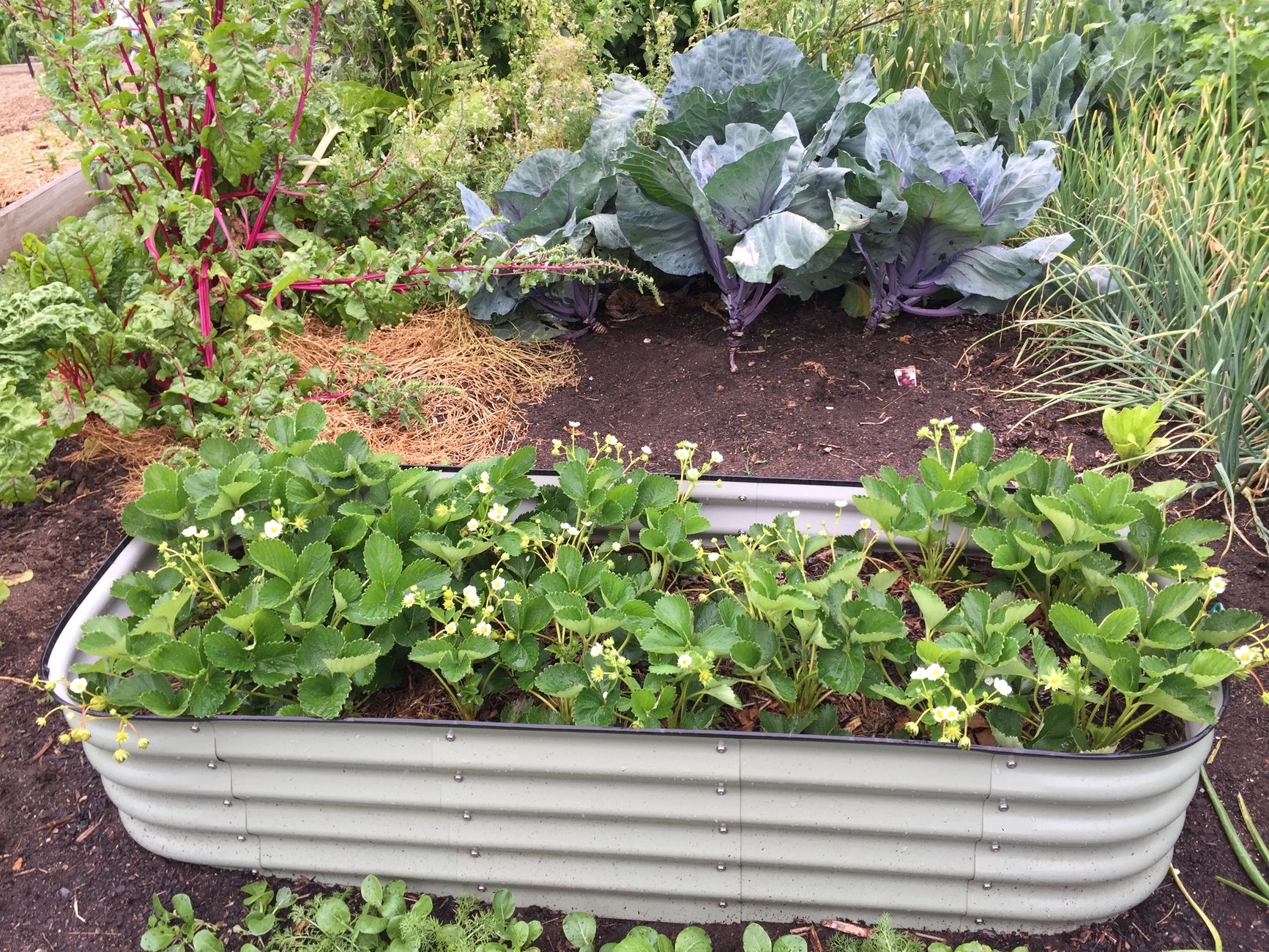 Raised vegetable garden beds in a backyard