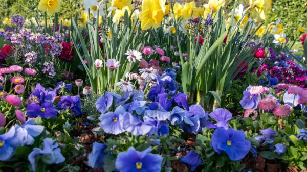Best garden kneeler: tending a flower bed in a home garden