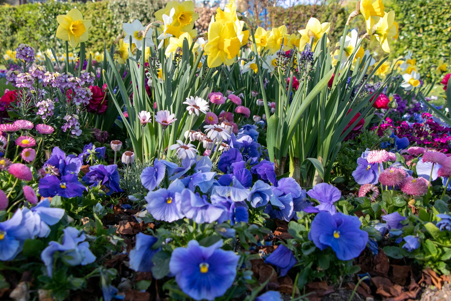 Best garden kneeler: tending a flower bed in a home garden