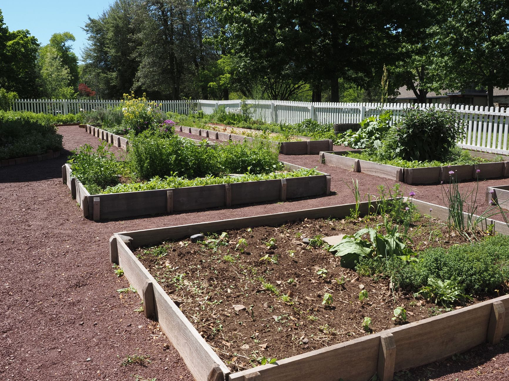 Raised vegetable garden beds in a backyard